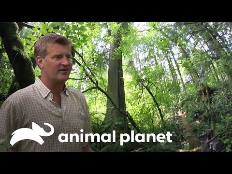 La casa del árbol más hermosa | Mansiones en los árboles | Animal Planet