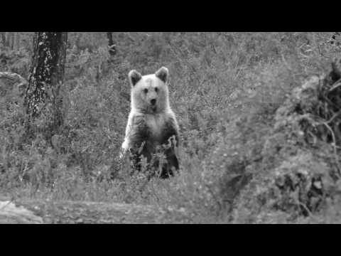 Längtan till de vilda djuren