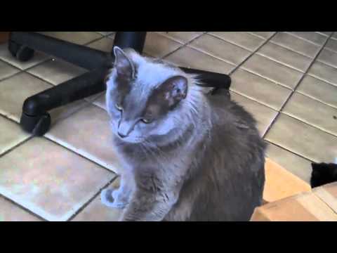 Butters and a Too Small Box - ItsButtersLOL