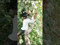 GATI RE AAM BEGOR VIDEO 2024 Santalicommedy Sadlovestory Shortvideo Comedysantali Viralvideo