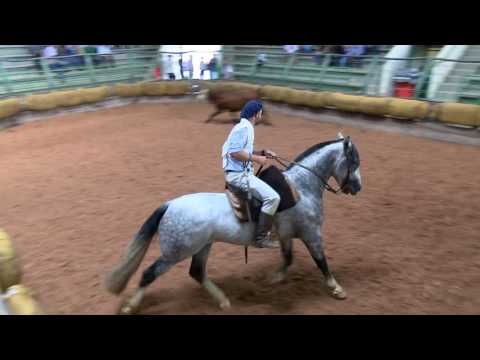 Jeito Lindo da Bela Aliança - 1º Lugar Machos na Credenciadora da 6ª Região