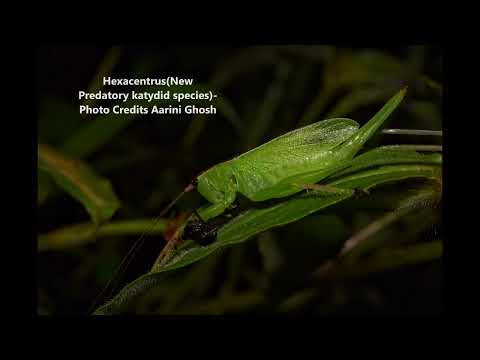 Ep 16 with Aarini Close Your Eyes and Listen to the Forest