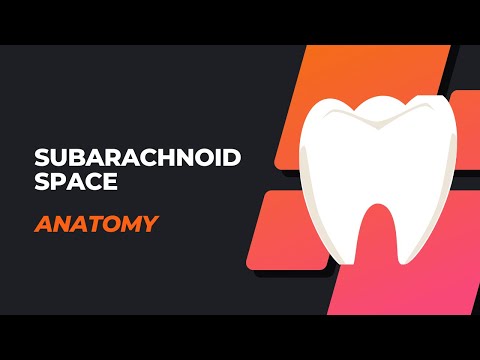 Subarachnoid space (English)