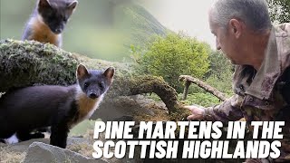 Searching for Pine Martens In The Scottish Highlands