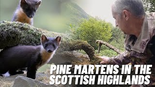 Searching for Pine Martens In The Scottish Highlands