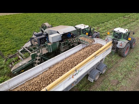 Harvesting Potatoes w/ 2X Fendt Vario 828s