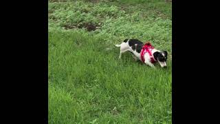 Video preview image #1 Dachshund Puppy For Sale in San Antonio, TX, USA