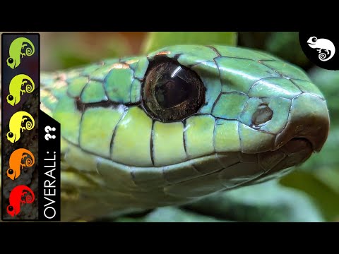 Boomslang, The Best Pet Snake?