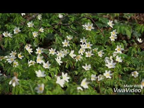 obaidullah Nepal sada video