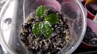 Remove Grow Room Pest Bugs ! Diatomaceous Earth Food Grade