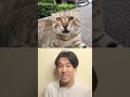 Cats Are In Danger From Going Outside