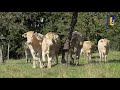 Natuur en Zo TV - Hoogstamfruit  (1)