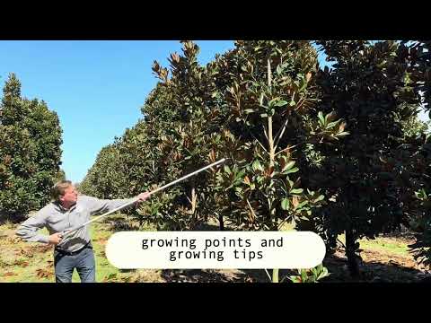 Corrective Magnolia Pruning