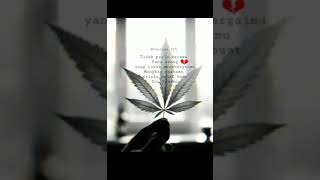 Download lagu Story wa (ganja) mp3