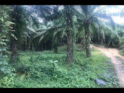 37 Rai of Land with Producing Palm Plantation for Sale in Takua Thung, Phang Nga - Good Investment Property