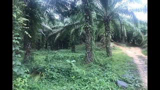 37 Rai of Land with Producing Palm Plantation for Sale in Takua Thung, Phang Nga - Good Investment Property