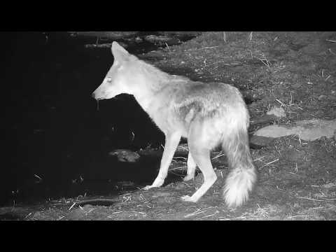 Djuma: Lone Side-striped Jackal -  21:55 - 08/23/19