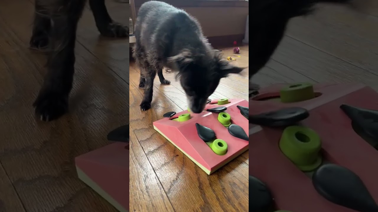 Winnie, a Adoptable mixed breed in Worcester, MA video 2/6