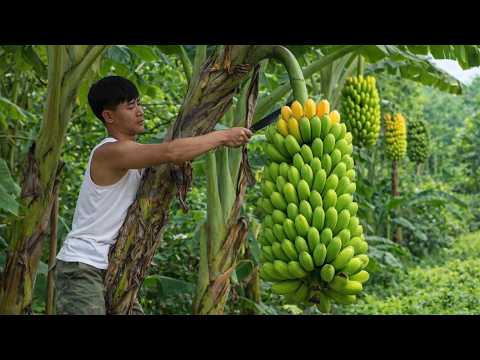 CEO Trieu Khang Harvests Bananas & Raises Livestock | Leaving City Life Behind
