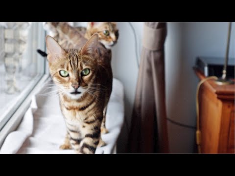 Bengal Cats are on the Hunt and Squeak for Prey