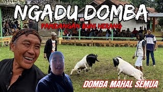 Download lagu Ngadu Domba ‼️ Domba Mahal Semua lagi Latihan di Pamidangan Buni Herang mp3