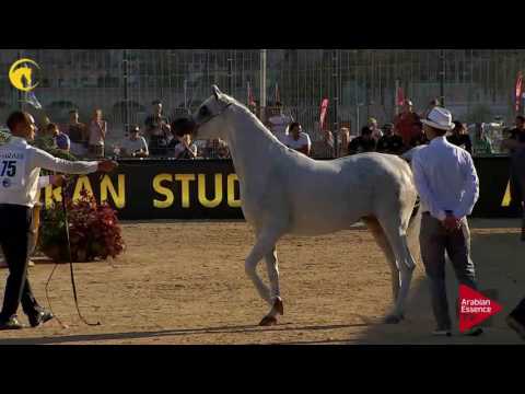 N.75 ANOOD AL NASSER - MENTON 2017 - Mares 7 years old and above (Class 5)