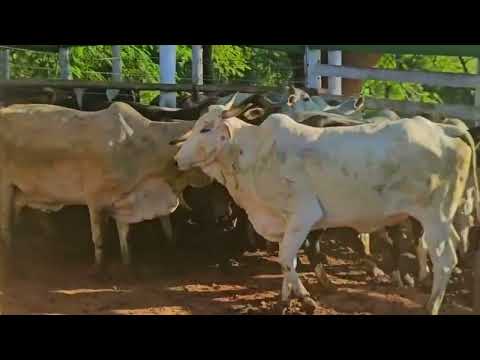 PRÉVIA LOTES LEILÃO - 07 de ABRIL - IGARATINGA/MG