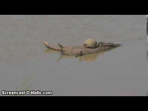 Two Different Types of Terrapin at Djuma Waterhole