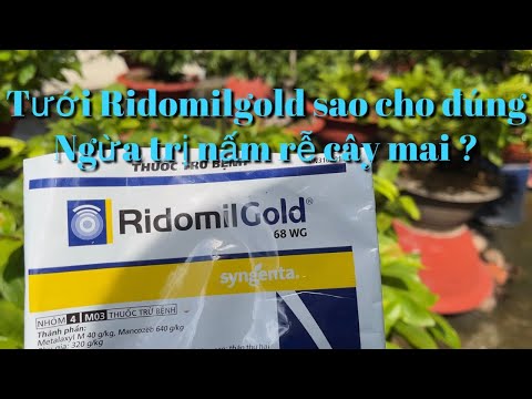 Tưới thuốc Ridomilgold như thế nào là đúng để diệt ngừa nấm rễ ? 12-5 âl