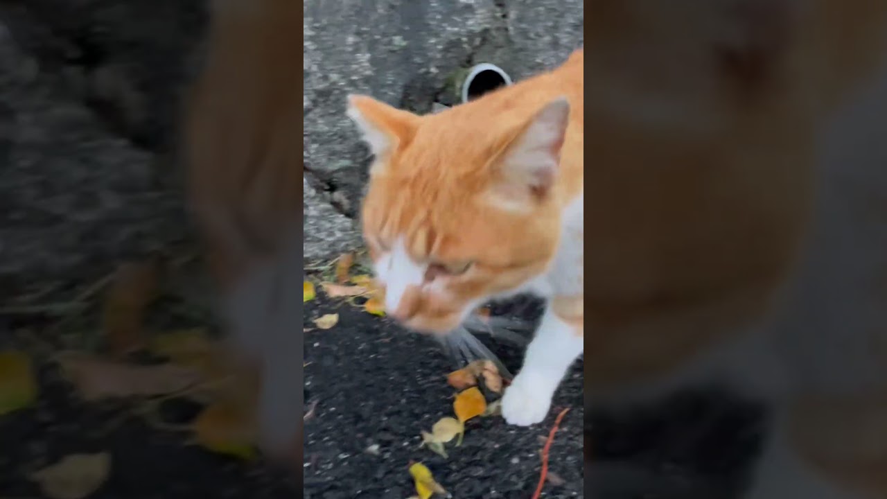 こっちに甘えてくるちゃ〜ちゃんをなでなで。#猫動画ショート