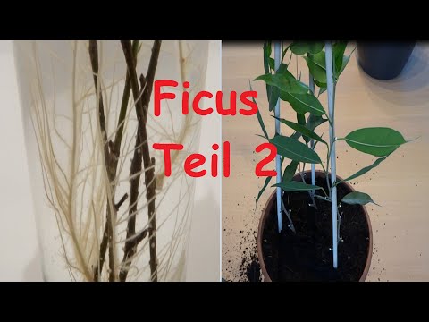 Stecklinge von einem Ficus einpflanzen Teil2 umtopfen und hochbinden