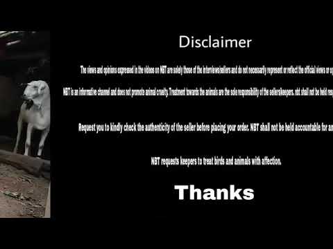 India is biggest goat for qurabni   1234