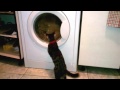 Cat Versus Washing Machine