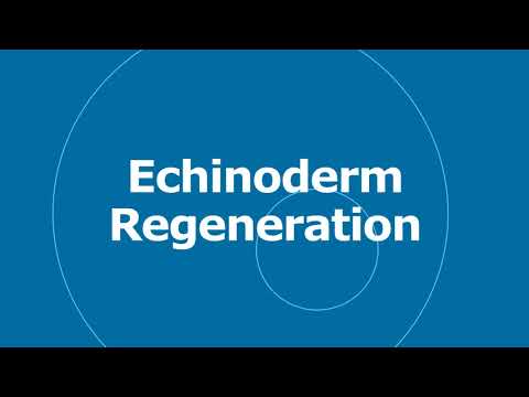 🎵 Echinoderm Regeneration - Jingle Punks 🎧 No Copyright Music 🎶 YouTube Audio Library