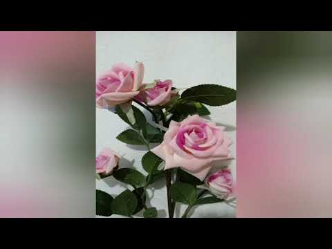 Palavra do Dia A mulher que tocou em Jesus.