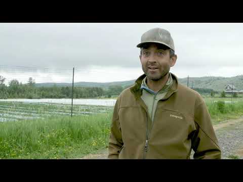 YouTube video about: When to plant tomatoes in montana?