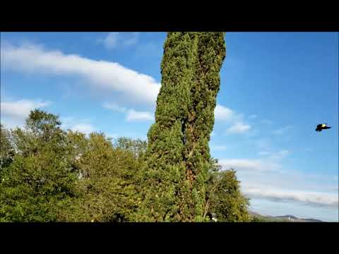 Chick Corea, Piano Solo, Fasching Club (1999)