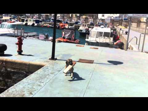 EL Chulo , perro de agua en el puerto de tarifa