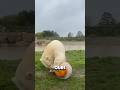 L'ours le plus intelligent du monde 😱