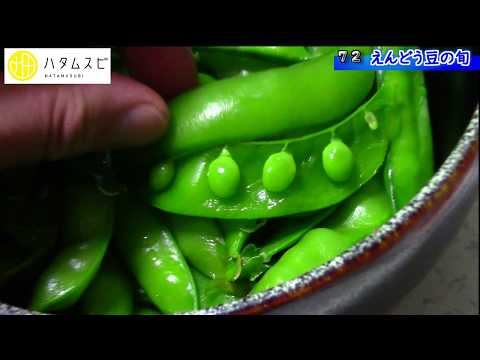 春の平らなエンドウ豆 植物