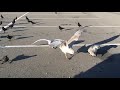 0095 Crows Seagulls Fed In Parking Lot Stock Footage