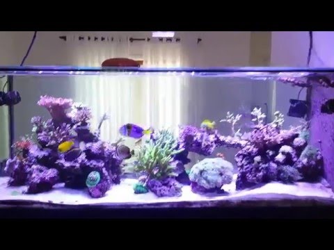 Kadu Reef 3 - 280g Mix Reef tank