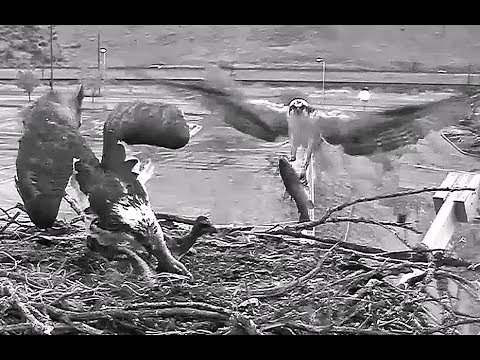 Hellgate osprey 6 18 18 552am Whale Fish deliverys & feeding