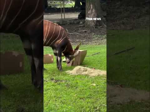Hogs get birthday cake (sort of) too at the Memphis Zoo #shorts #fox #news #foxnews #us