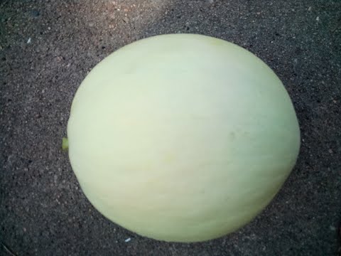 How to Grow Honey Dew Melons seed to harvest