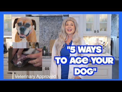 5 Ways to Age Your Dog | PET EDUCATION