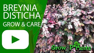 Breynia disticha - grow & care (Snow bush plant)