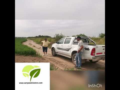 Cultivo de alfalfa en Fernández, departamento Robles.