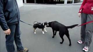 Learning not to bark around other dogs