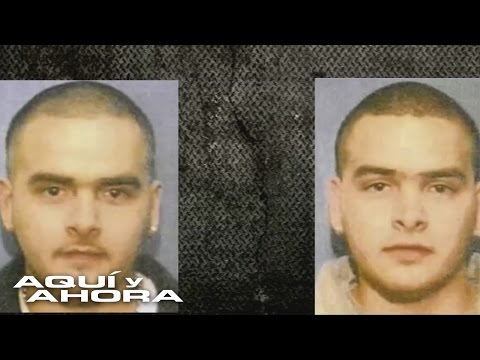 How did the Flores brothers transport El Chapo's drugs?